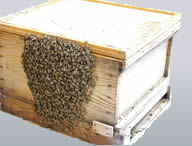 Beehive removal