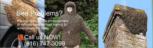 Bee Removal Pictures in Sacramento